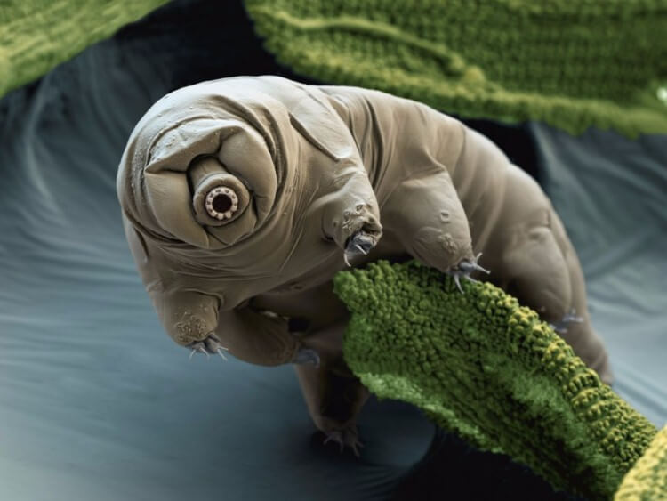 d8b7d981d98ad984 طفيل