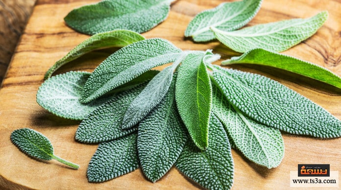 d8b9d8b4d8a8d8a9-d8a7d984d985d98ad8b1d985d98ad8a9-d981d988d8a7d8a6d8af-d8b9d984d8a7d8acd98ad8a9-d984d8b9d8b4d8a8d8a9-d8a7d984d985d98ad8b1d985d98ad8a9 عشبة الميرمية فوائد علاجية لعشبة الميرمية