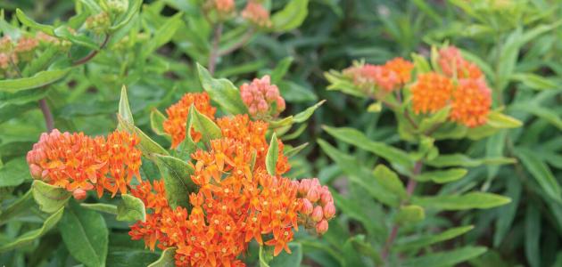 علاج التهاب الرئة بالأعشاب: حقيقة أم خرافة قد تضرك؟