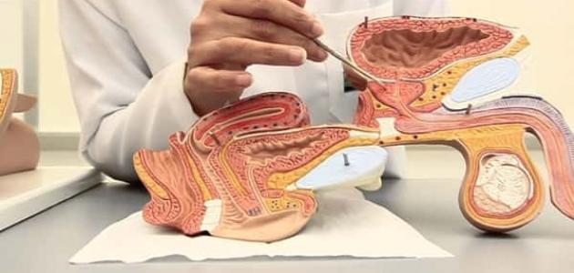 علاج التهاب المثانة العصبية بالأعشاب: حقيقة أم خرافة قد تضرك؟ علاج التهاب المثانة العصبية بالأعشاب: حقيقة أم خرافة قد تضرك؟