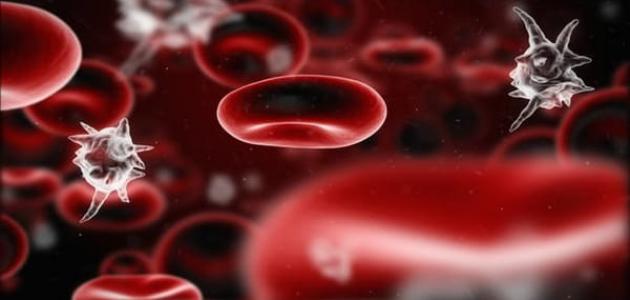 علاج زيادة الصفائح الدموية بالأعشاب: حقيقة أم خرافة قد تضرك؟ علاج زيادة الصفائح الدموية بالأعشاب: حقيقة أم خرافة قد تضرك؟