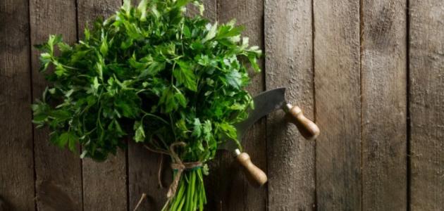 فوائد البقدونس واضراره فوائد البقدونس واضراره