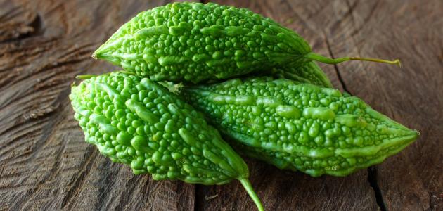 فوائد الحنظل لمرضى السكري: ما بين حقائق علمية مثبتة وخرافات فوائد الحنظل لمرضى السكري: ما بين حقائق علمية مثبتة وخرافات