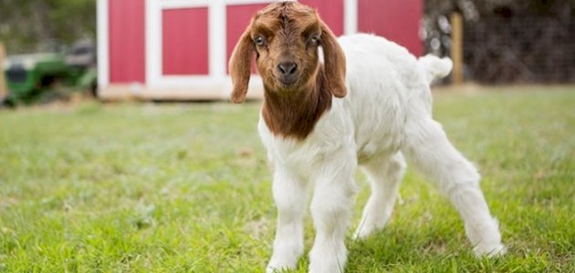 فوائد حليب الماعز لمرضى السكري: ما بين حقائق علمية مثبتة وخرافات