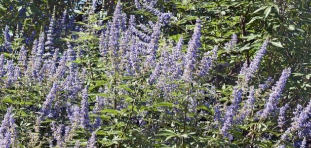 فوائد عشبة كف مريم لتسهيل الولادة: فوائد مزعومة أم صحيحة علميًّا؟ فوائد عشبة كف مريم لتسهيل الولادة: فوائد مزعومة أم صحيحة علميًّا؟