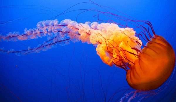 d984d8b3d8b9d8a9-d982d986d8a7d8afd98ad984-d8a7d984d8a8d8add8b1-d988d8b1d988d8b4d8aad8a9-d8b3d8add8b1d98ad8a9-d984d8b9d984d8a7d8acd987d8a7