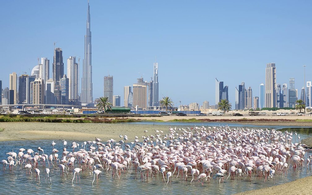 افضل الاماكن لرؤية الفلامينغو حول العالم