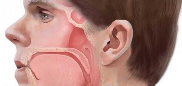 معلومات عن البلعوم الأنفي معلومات عن البلعوم الأنفي