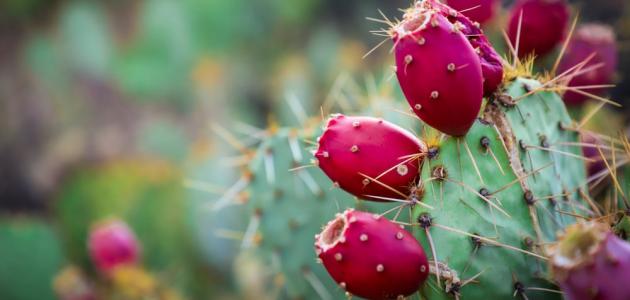 هل من فوائد يقدمها التين الشوكي لمرضى السكري؟ وما رأي العلم؟ هل من فوائد يقدمها التين الشوكي لمرضى السكري؟ وما رأي العلم؟