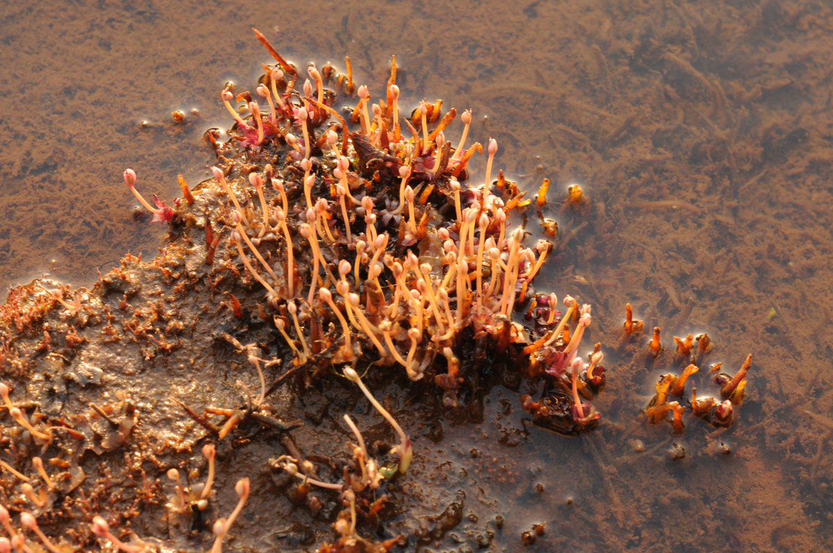 dpjld9ivaaa8u_z ÙØªÙجة Ø¨ØØ« Ø§ÙØµÙر ع٠âªlebbiea grandifloraâ¬â