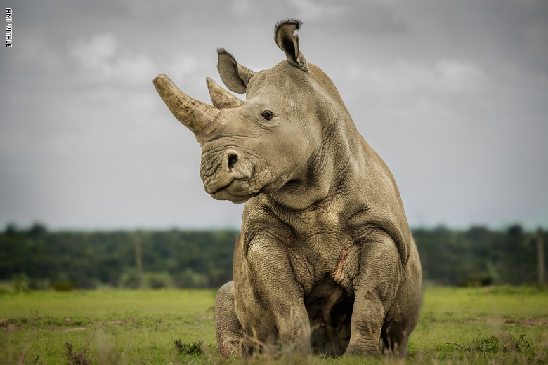 لحظات مؤلمة لوحيد القرن لحظات مؤلمة لوحيد القرن