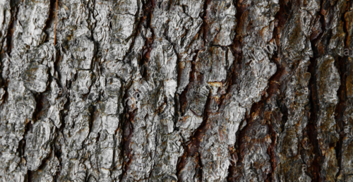 e54d78951fda4516601aba14e72ee2d3-1 أمراض غريبة لن تصدق أنها موجودة فعلاً!