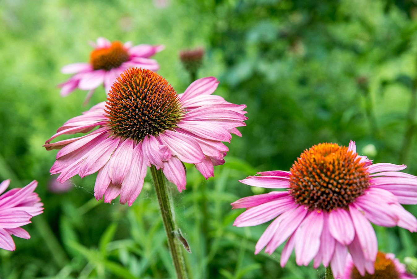 echinacea-purple-coneflowers-1402840-07_lo_res-aaae0145bd7146ac8aa3b7d222aceb61 عشبة القنفذية