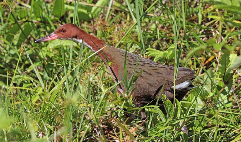 fotonoticia_20190510112614_770_59_59_0_0 Ruinas y Fósiles