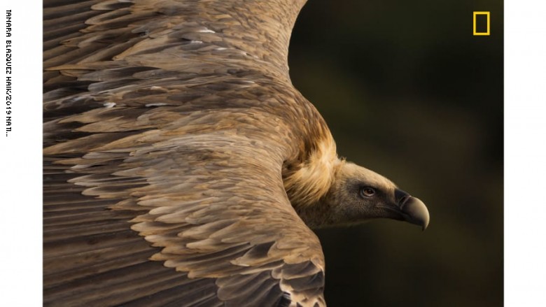 جائزة "ناشيونال جيوغرافيك" لأفضل مصور تعلن أسماء الرابحين جائزة "ناشيونال جيوغرافيك" لأفضل مصور تعلن أسماء الرابحين