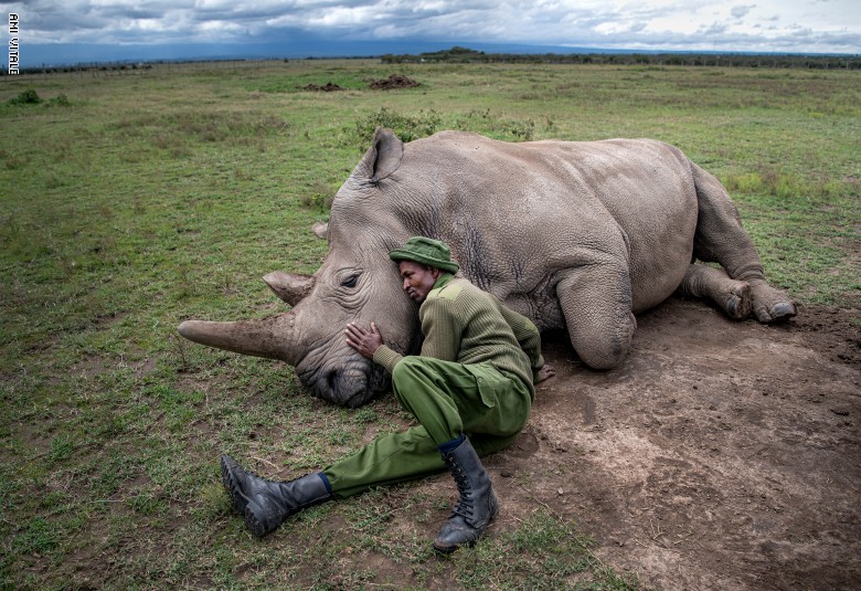 لحظات مؤلمة لوحيد القرن لحظات مؤلمة لوحيد القرن