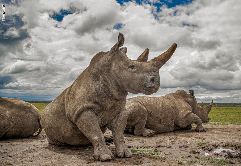لحظات مؤلمة لوحيد القرن لحظات مؤلمة لوحيد القرن