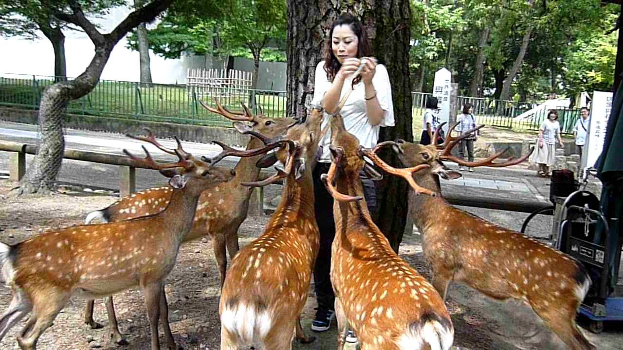 maxresdefault-14 ÙØªÙجة Ø¨ØØ« Ø§ÙØµÙر ع٠âªTodaiji Temple and Sika Deer of Nara Park, Japan | SciTech Cultureâ¬â
