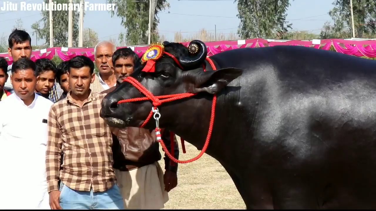 maxresdefault-16 ÙØªÙجة Ø¨ØØ« Ø§ÙØµÙر ع٠âªSemen available of National Champion SULTAN.â¬â