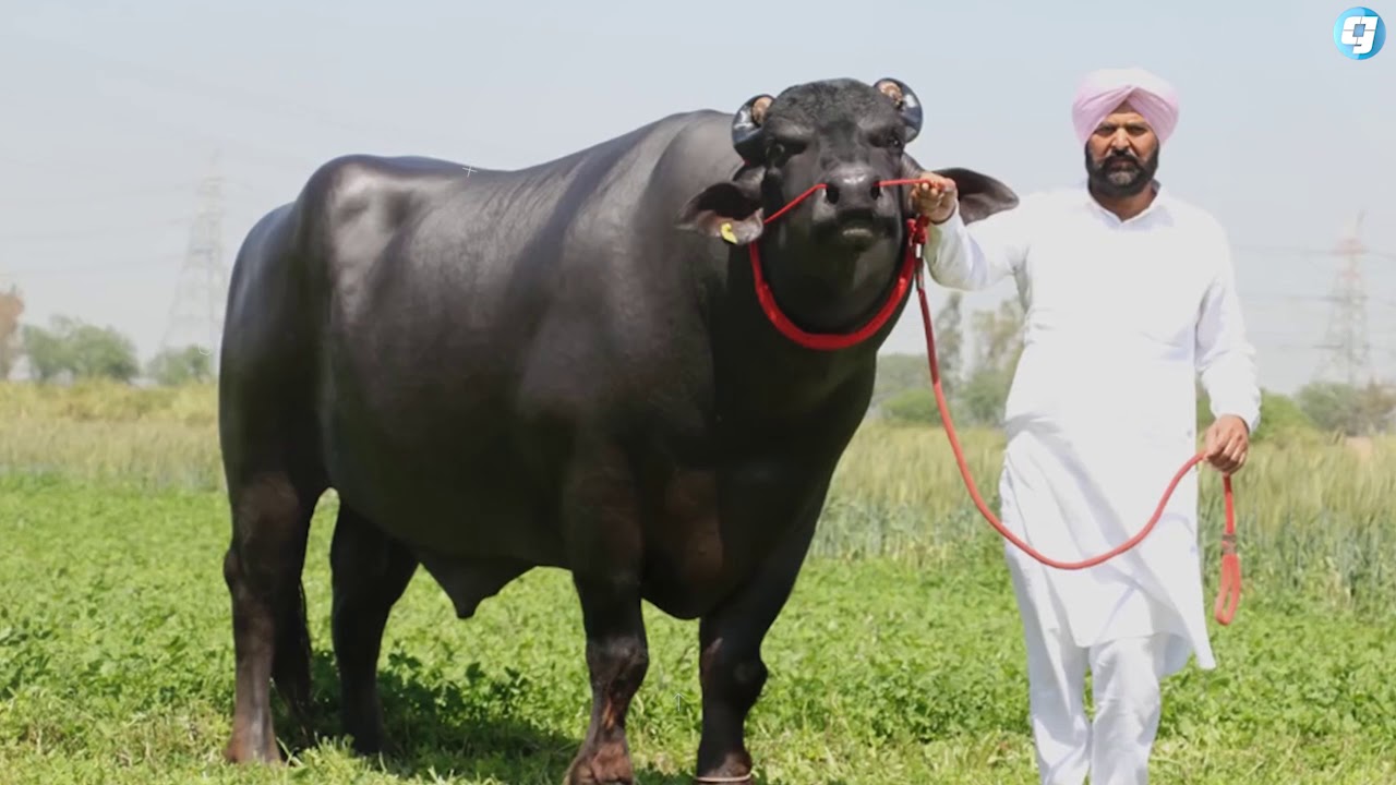 maxresdefault-20 ÙØªÙجة Ø¨ØØ« Ø§ÙØµÙر ع٠âªThe £2.5M Whiskey Drinking Bullâ¬â