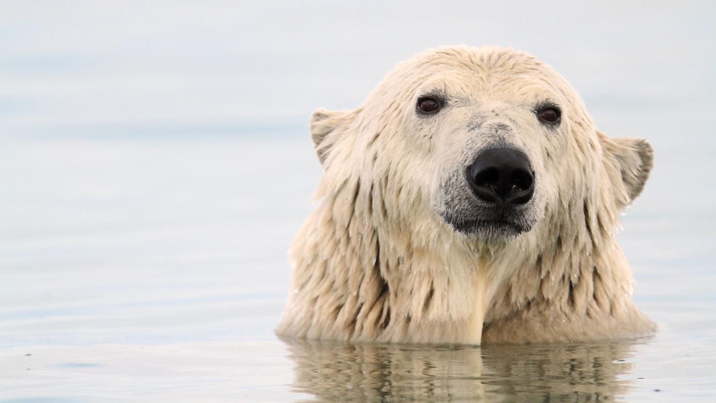 https://mrahba.com/wp-content/uploads/2020/10/polar-bears-make-shallow-dives-when-stalking-prey-navigating-ice-floes-or-searching-for-kelp.jpg