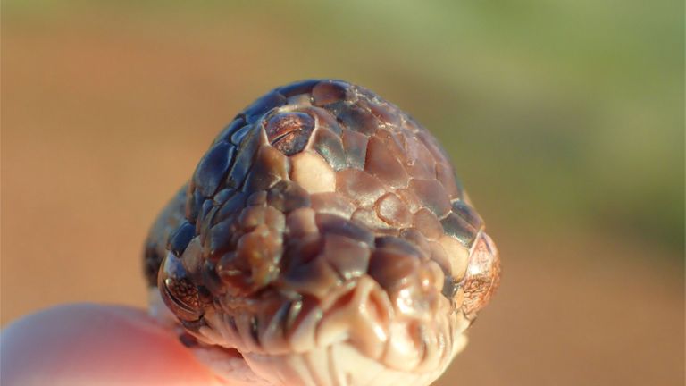 skynews-snake-australia_4656574 اÙÙ
ÙØ§ÙÙØ© اÙÙ
Ø³Ø¨ÙØ© ع٠عÙÙ
: NT Ø§ÙØØ¯Ø§Ø¦Ù ÙØ§ÙØÙاة Ø§ÙØ¨Ø±ÙØ©