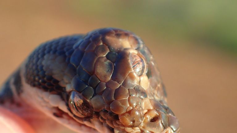 skynews-snake-australia_4656575 اÙÙ
ÙØ§ÙÙØ© اÙÙ
Ø³Ø¨ÙØ© ع٠عÙÙ
: NT Ø§ÙØØ¯Ø§Ø¦Ù ÙØ§ÙØÙاة Ø§ÙØ¨Ø±ÙØ©