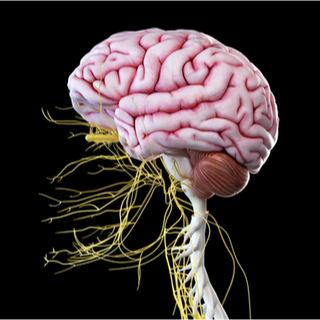 ما هو عصب الوجه؟ ما هو عصب الوجه؟