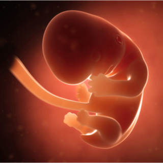 الشهر الثاني من الحمل الشهر الثاني من الحمل