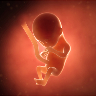 الشهر الرابع من الحمل الشهر الرابع من الحمل