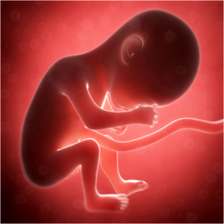 الشهر السادس من الحمل الشهر السادس من الحمل