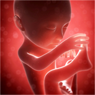 الشهر السابع من الحمل الشهر السابع من الحمل