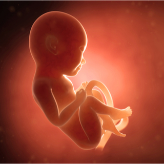 الشهر الثامن من الحمل الشهر الثامن من الحمل