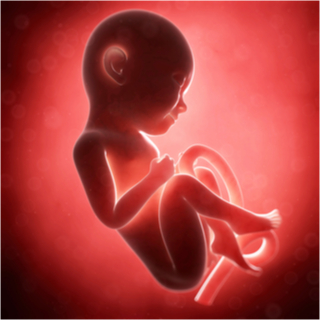 الشهر التاسع من الحمل الشهر التاسع من الحمل