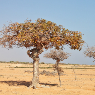 ما هي عشبة المرة؟ ما هي عشبة المرة؟