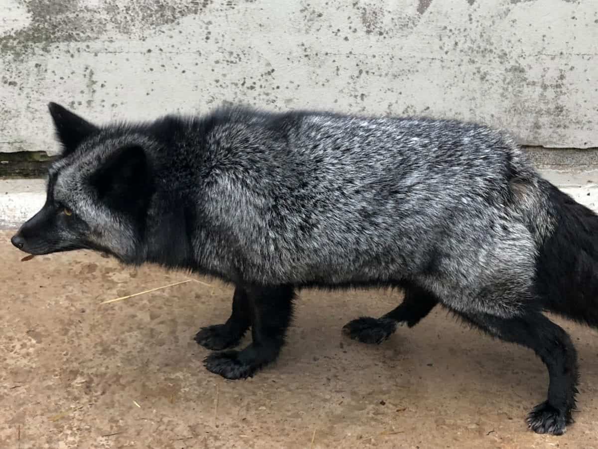 swns_silver_fox_02 ÙØªÙجة Ø¨ØØ« Ø§ÙØµÙر ع٠âªRare silver fox admitted to an RSPCA wildlife centreâ¬â