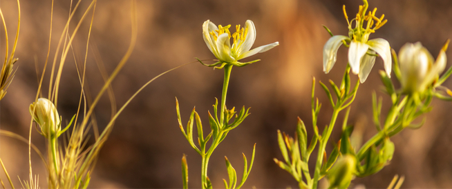 tbl_articles_article_25373_559a1215ee7-5548-43f7-83f1-b166d6e0ddfd ما هي فوائد الحرمل للشعر؟