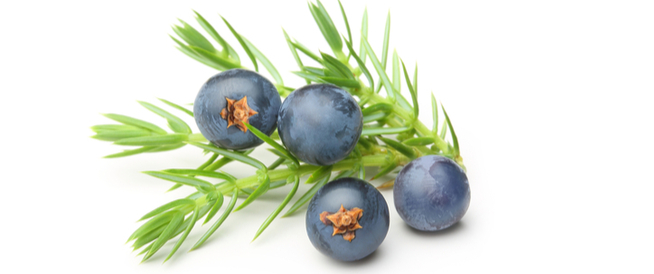 tbl_articles_article_25388_6268ea13964-a6be-447b-b86b-1f56eae13b6d ما فوائد العرعر للشعر؟