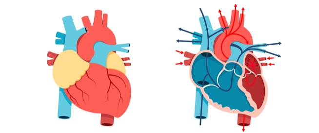 tbl_articles_article_25488_32090ae1fd9-6f81-4415-a24b-7685e752176b مكونات القلب
