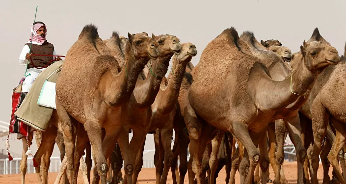 مسابقة جمال الإبل مسابقة جمال الإبل