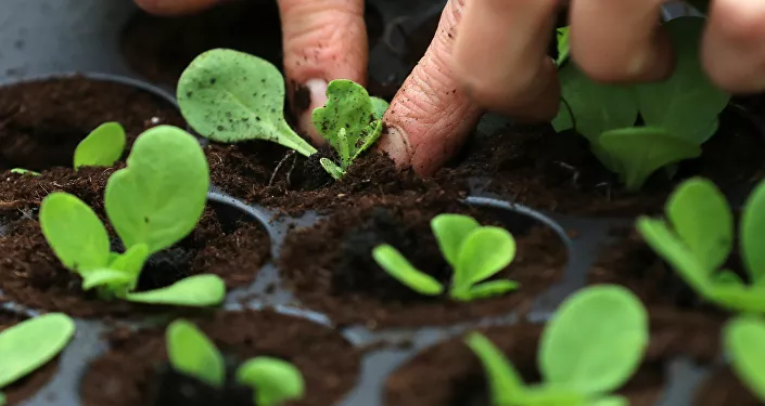 موظفة نباتات الحضانة النباتية تزرع الشتلات الزراعية موظفة نباتات الحضانة النباتية تزرع الشتلات الزراعية