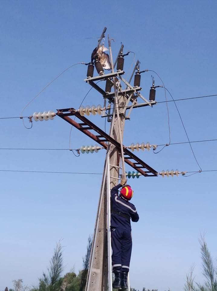 122701746_3581473188566389_8970631108411226586_n انقاذ طائر