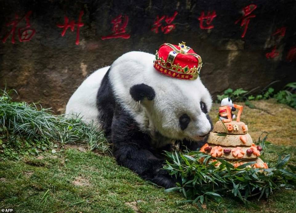 1337297-4882778-giant_panda_basi_was_something_of_a_beloved_star_in_china_and_he-a-1_1505374542845 Panda Basi has died aged 37 at a zoo in China. The female bear was something of a beloved star in China and her birthdays were often celebrated with gusto. She was named the world's oldest panda at her birthday earlier this year (pictured)