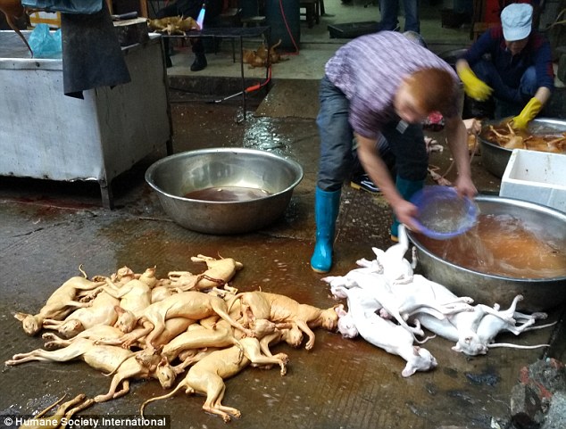 Streed food: Traders at Yulin's meat market skins cats by putting their carcasses in a chemical solution