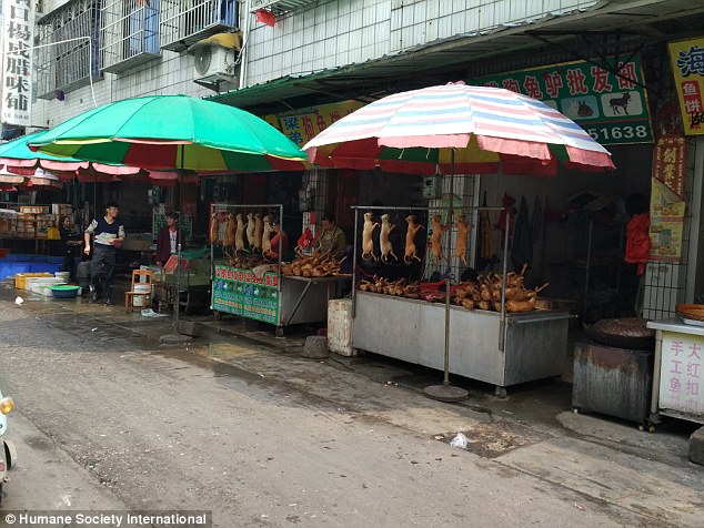 Not just for the feast: Animal rights organisation HSI travelled to Yulin ahead of the dog meat festival,  and found shocking evidence of daily slaughter - all year around