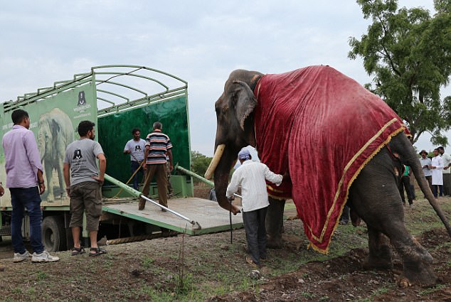 2. A frightened Gajraj could not be persuaded to climb aboard this specially adapted ambulance, costing £55,000 and kitted out with padding, an electric ramp, rubber mats and solar panels