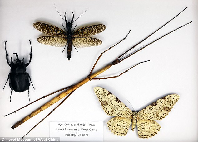 A Chinese gigantic stick insect is displayed near other species and it's simply enormous