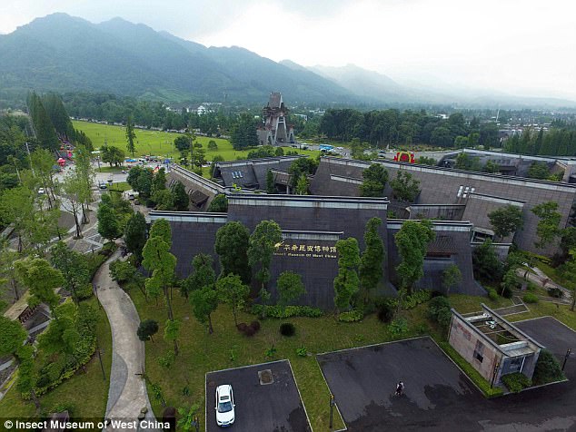 The Insect Museum of West China has 14 live specimens and 15 dead specimens of the species