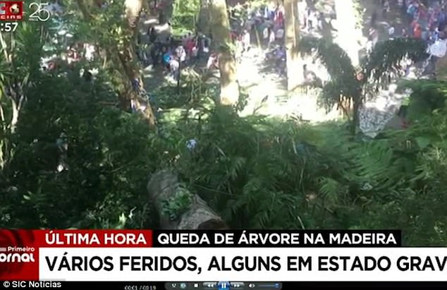 Tragedy: A large tree came crashing down on a crowd on the hills of the village of Monte overlooking the capital Funchal 