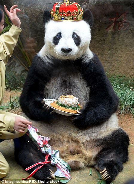 Basi was found in a frozen river as a cub in 1984, and she quickly became a national star after being trained to do sports